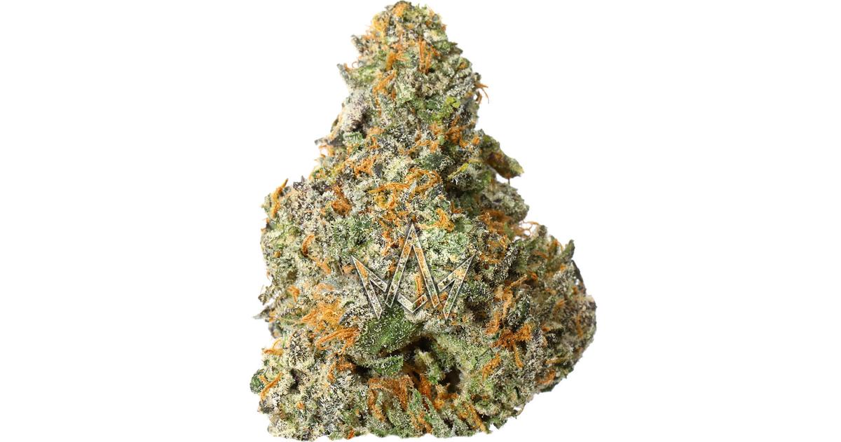 Biscotti x Gelato 41 #38 Misfits Indoor