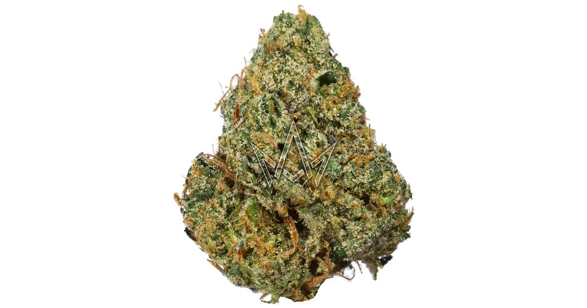 (Gelonade x Biscotti #12) x LNBP #7 #2 Bsides Indoor