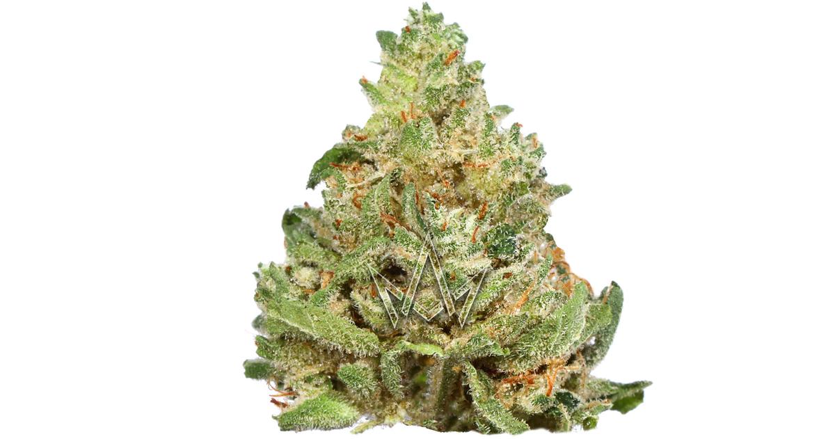 Headband Indoor Buds