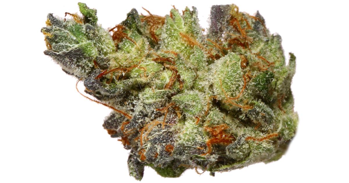 Acai Mintz Indoor Smalls