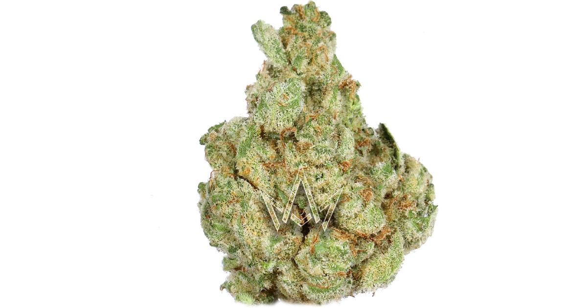 Biscotti x Jealousy F2