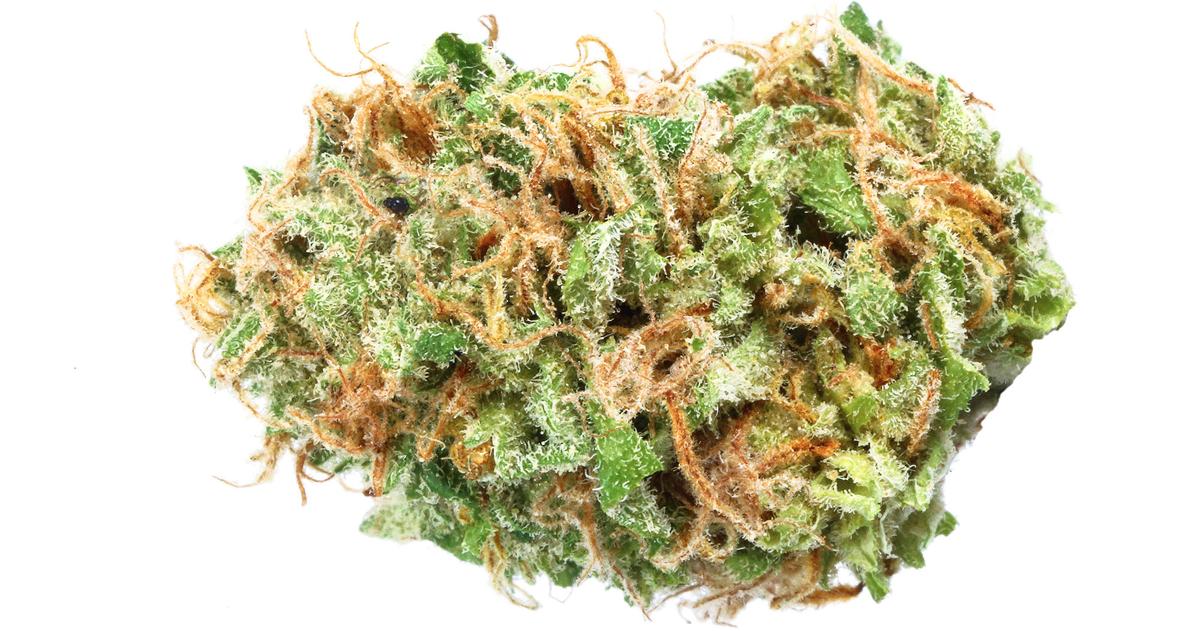 Pinez #16