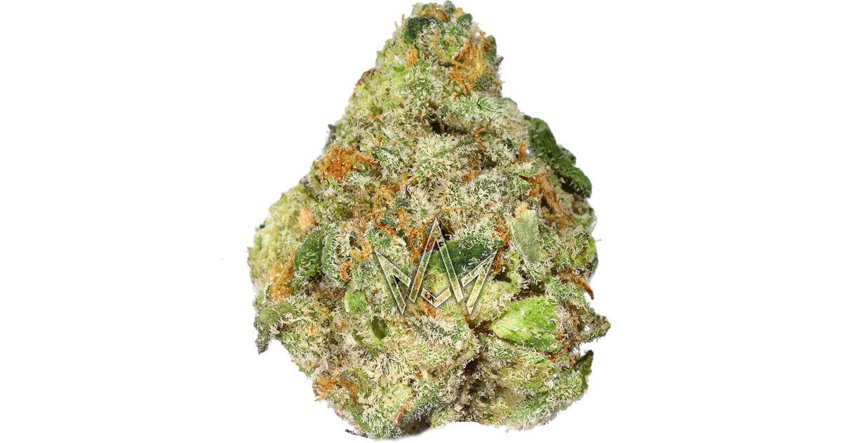 Easy Rider Indoor Buds