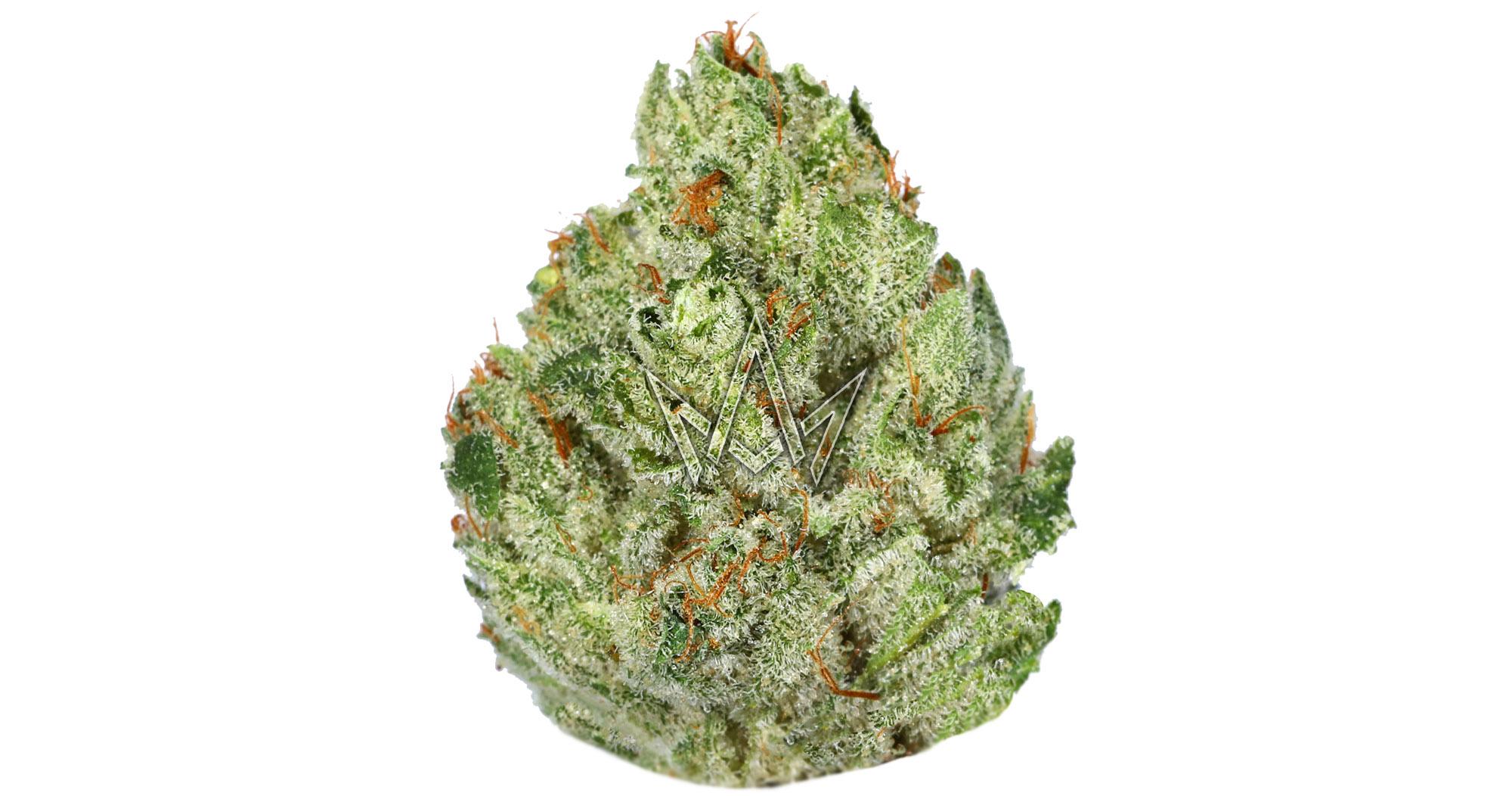 Original Glue