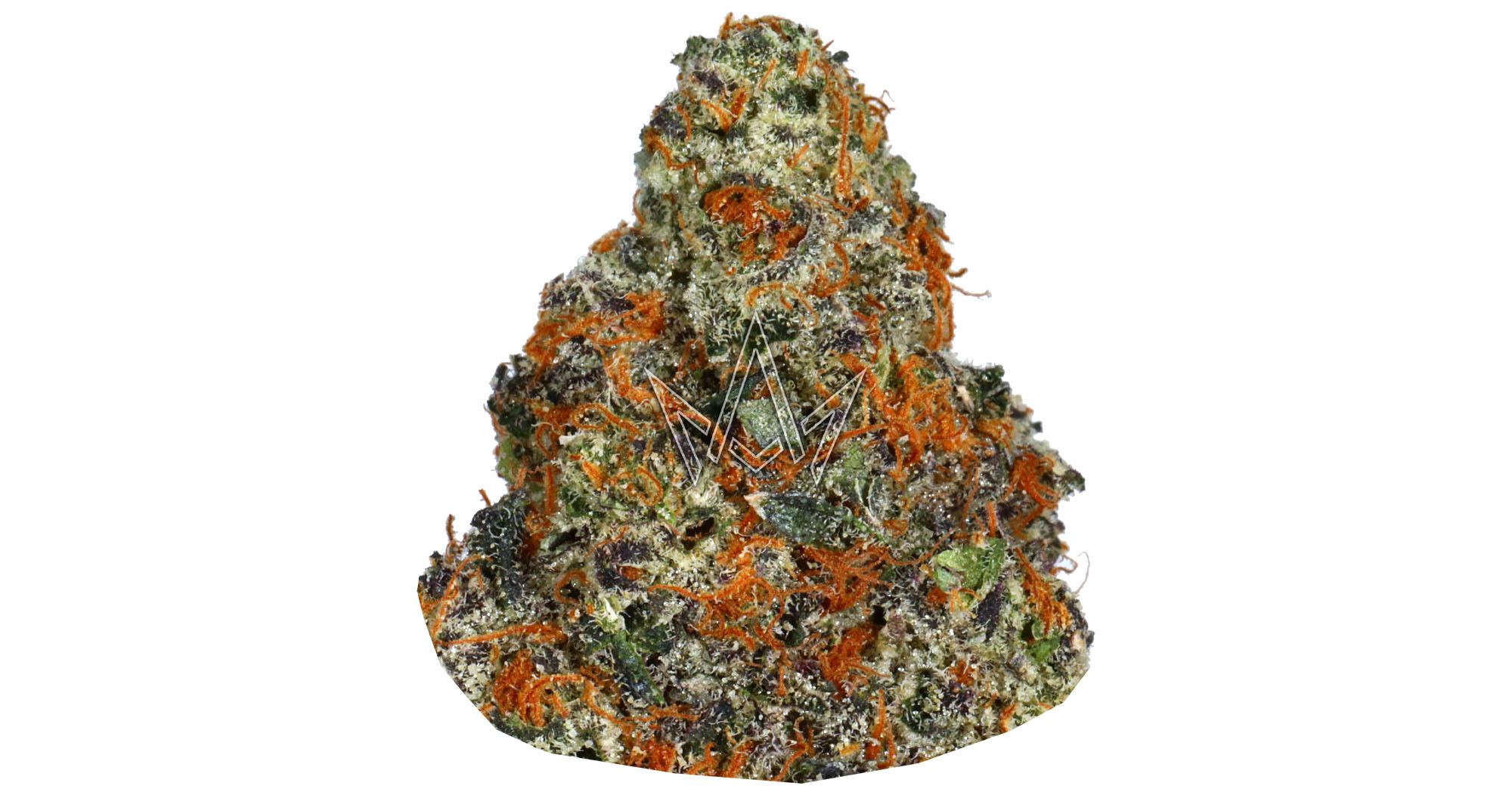 Cheetah Piss x Odder Popz #19