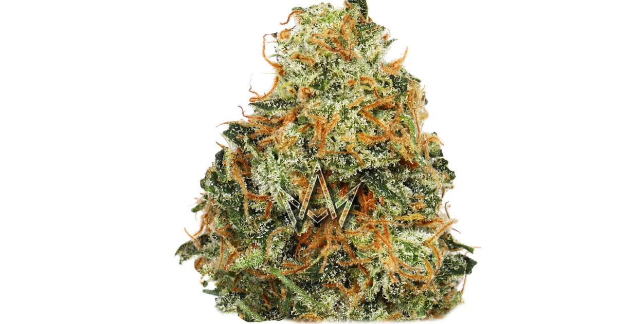Jack The Ripper Living Soil Flower