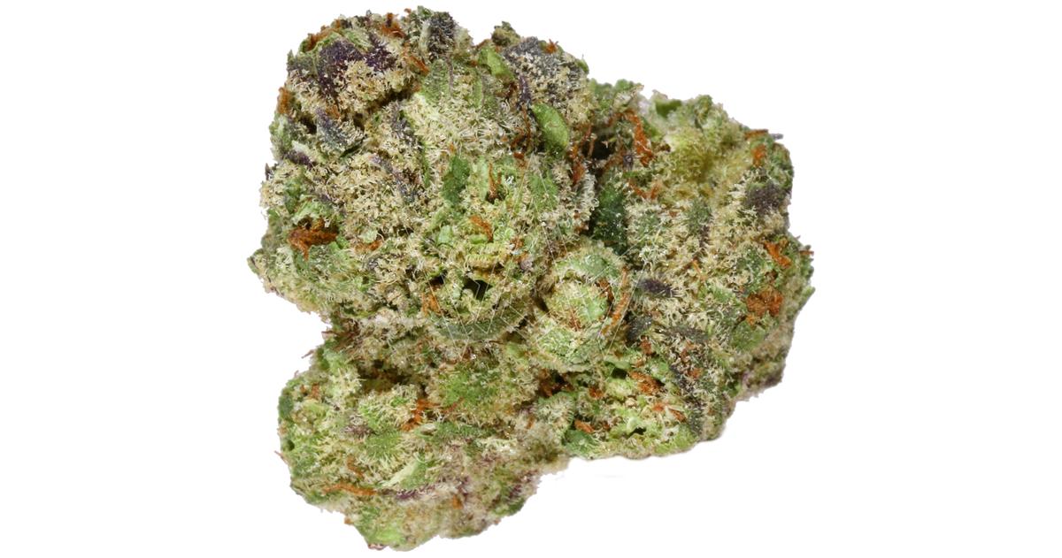 Sparkle Pony Indoor Buds