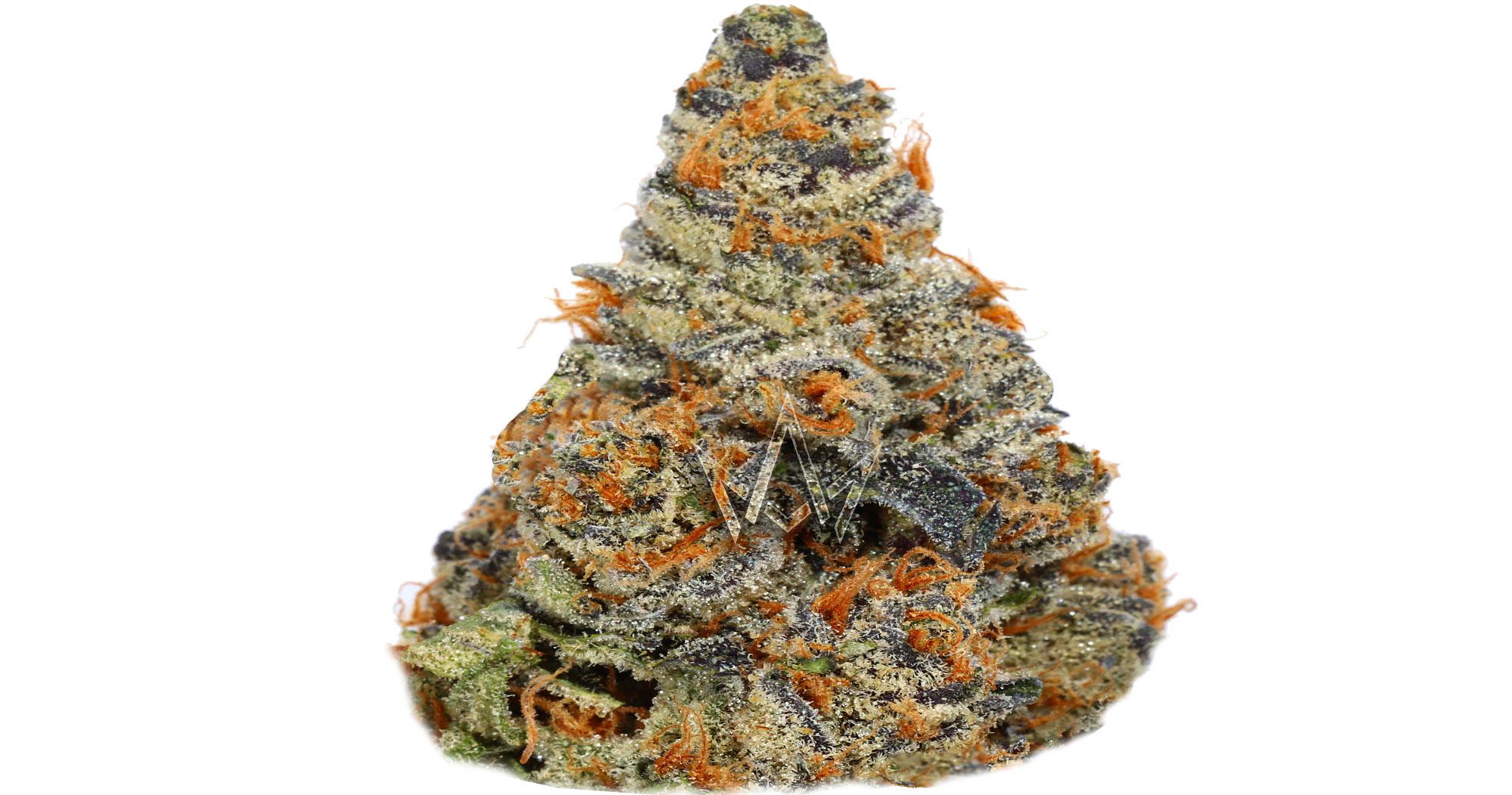 Hawaiian Headband Vibration