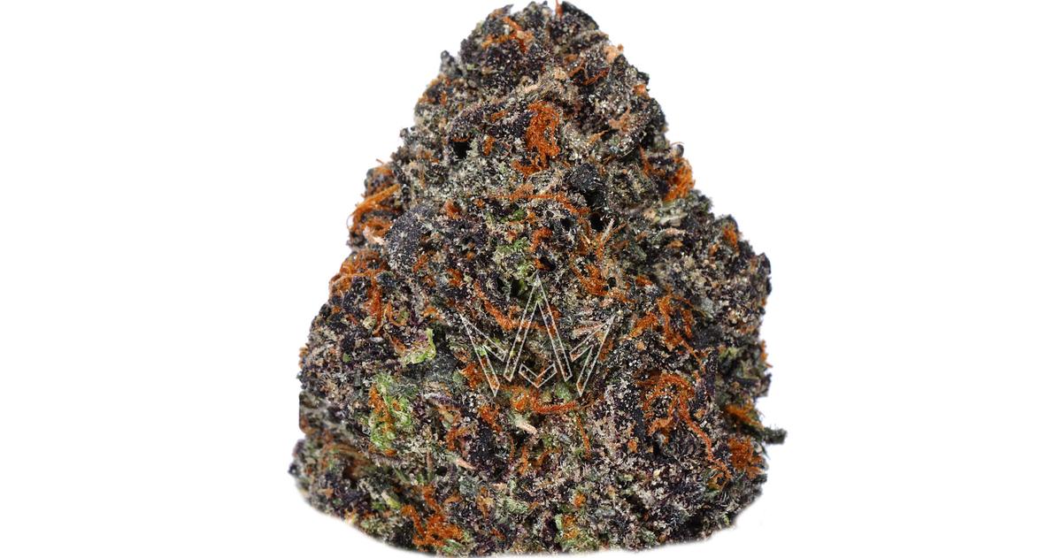 Gelato 41 Top Shelf Indoor