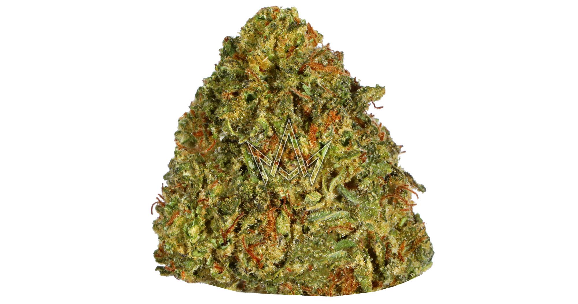 Mimosa Mintz