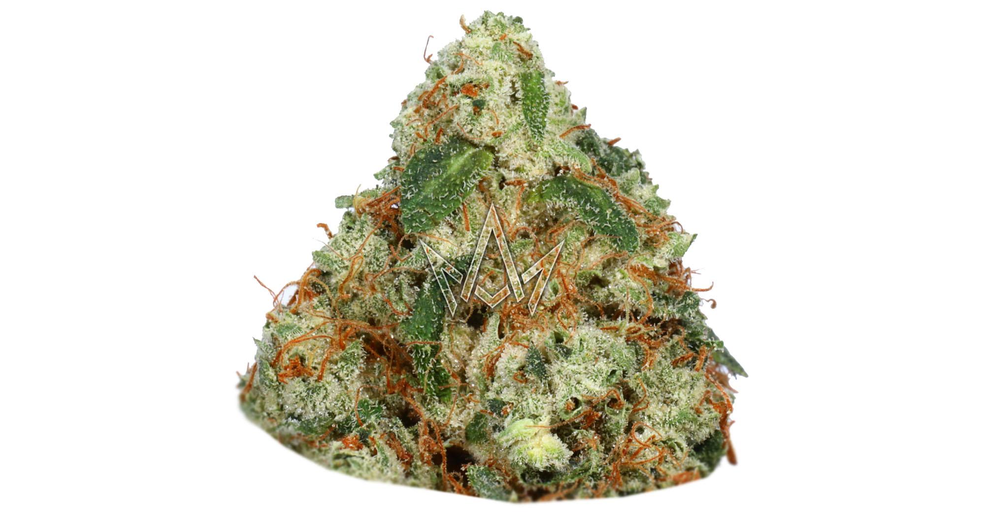 Lights Out OG Top Shelf Indoor