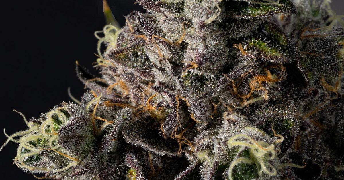 Traditional Strains