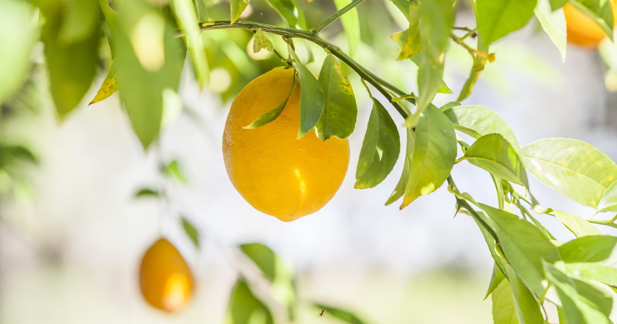 LIMONENE