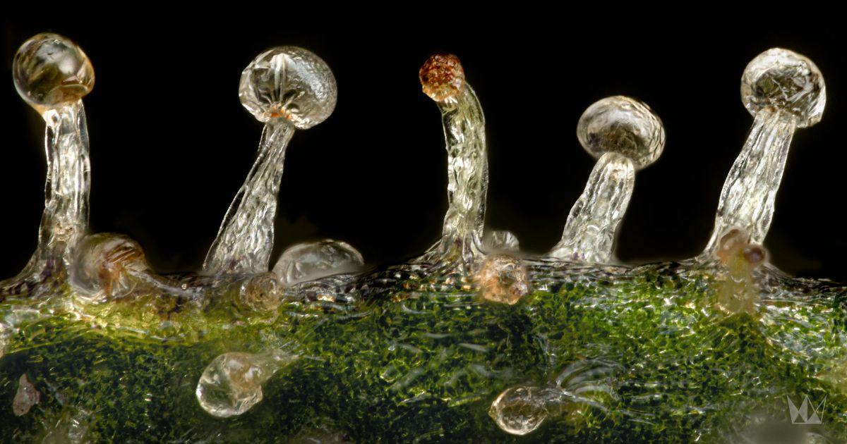 West Coast Cure: Perfecting the Art of Curing Cannabis