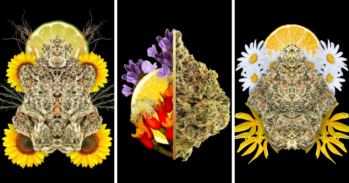 The Five Dominant Terpenes Found in Georgia Peaches