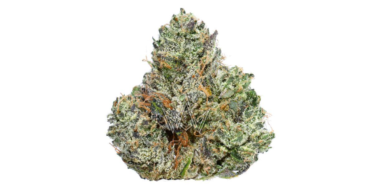 Jet Lag OG - Cannabiotix