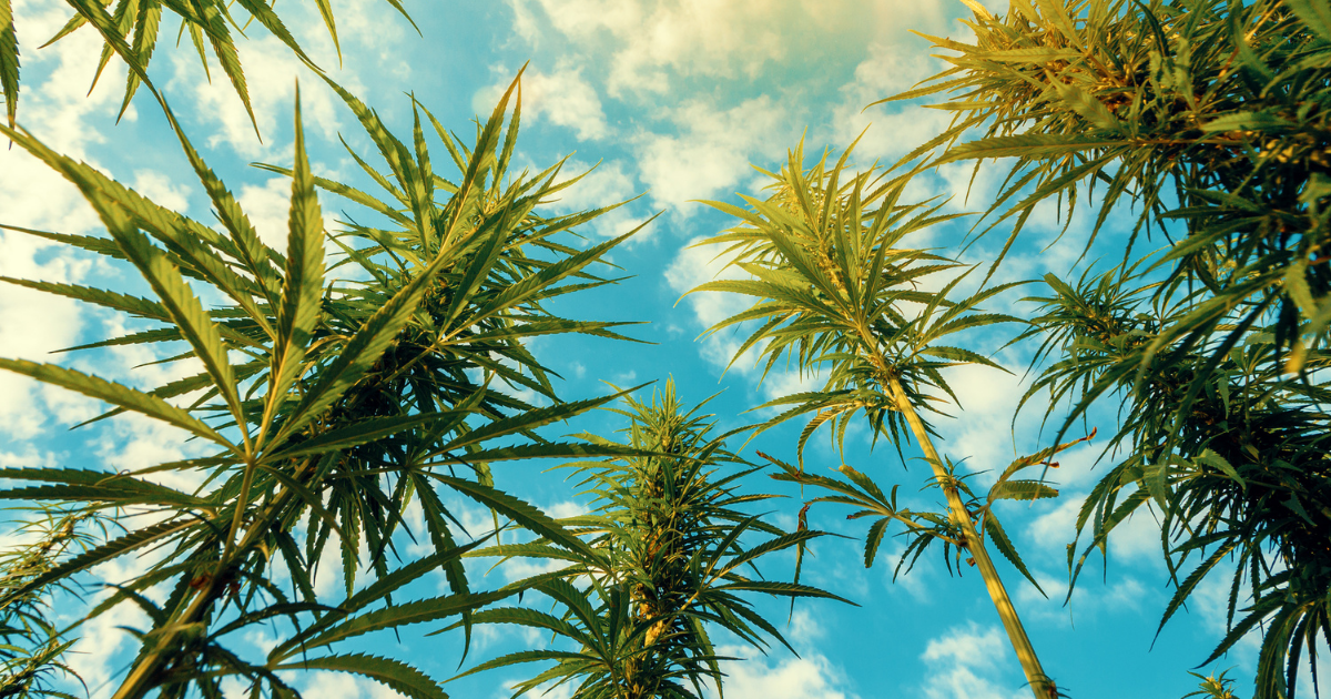 What is THCa?