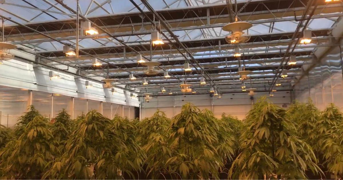 Outdoor Harvest Season is Upon Us