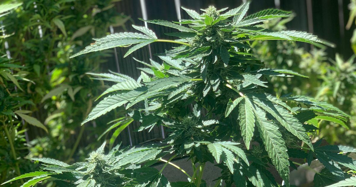 The Redefinition of Indica and Sativa Strains