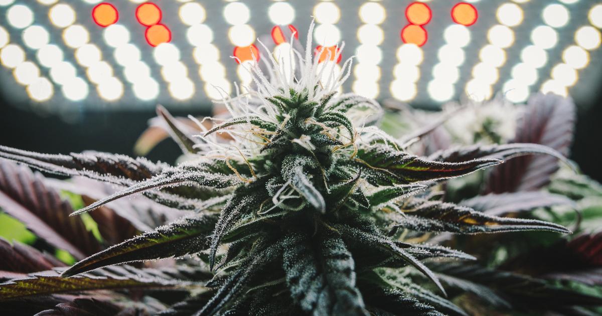 The Plethora of Phenotypes of OG Kush