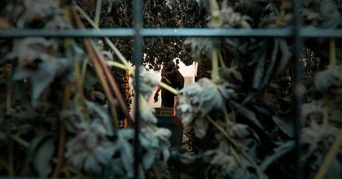 Utilizing Generational Cultivation Practices