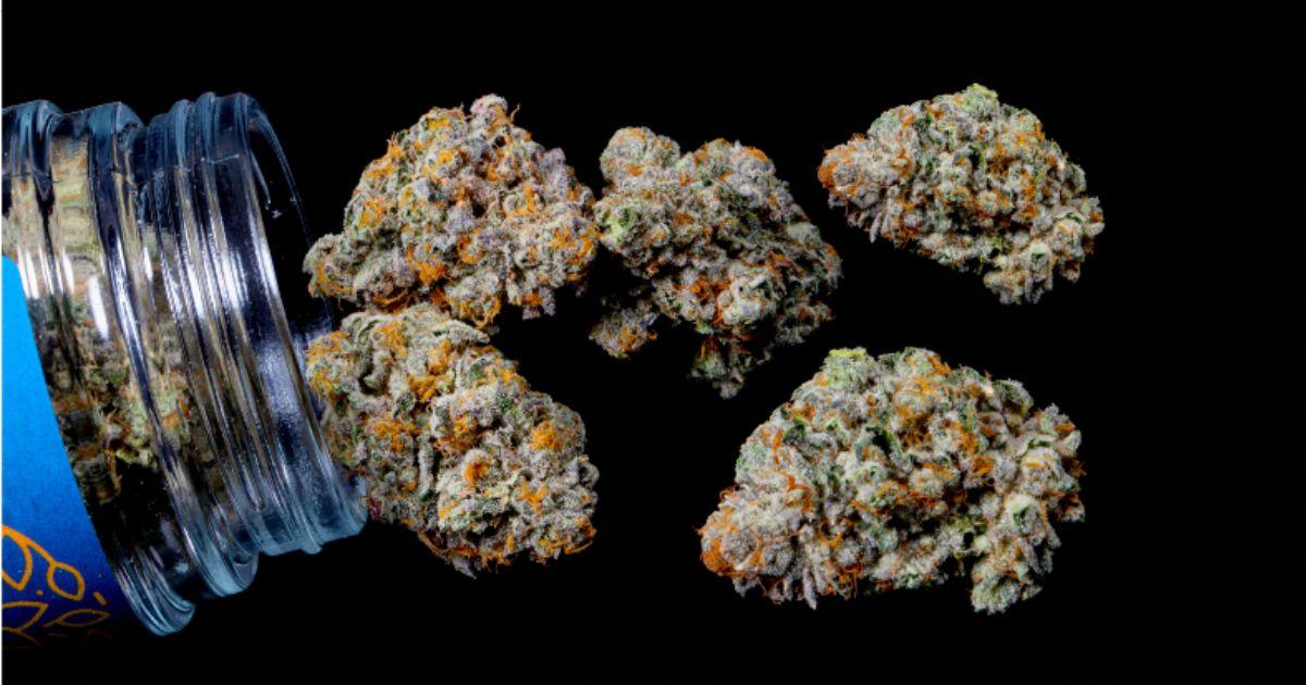 Manzano Gelato (Banana Cream Pie x Jealousy)
