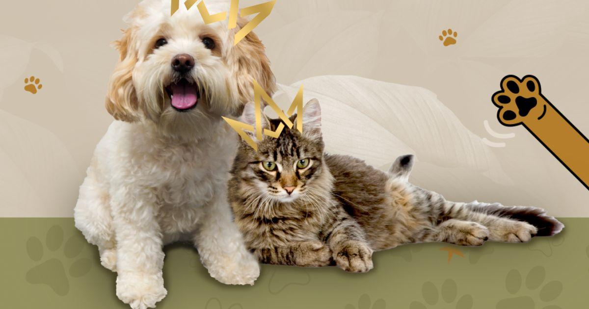 Pet and Food Drive