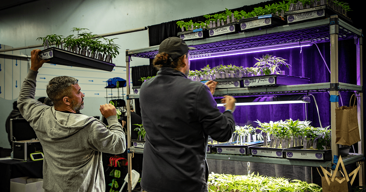 Seed Genetics Company