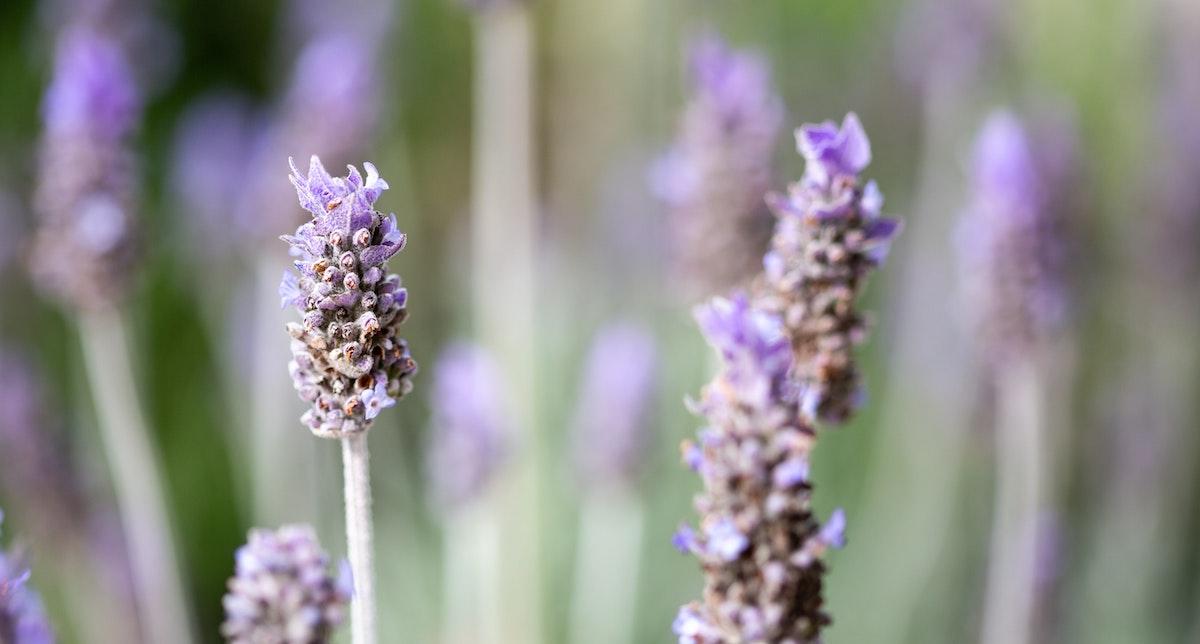LINALOOL