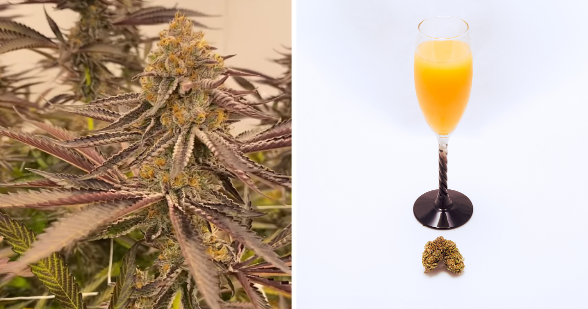 A Bit About Mimosa...