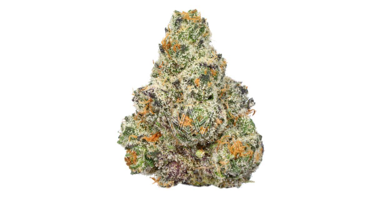 Squintz - Foreign Genetics
