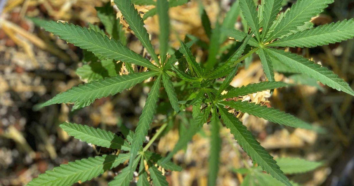 Selecting Strains to Grow Outdoors