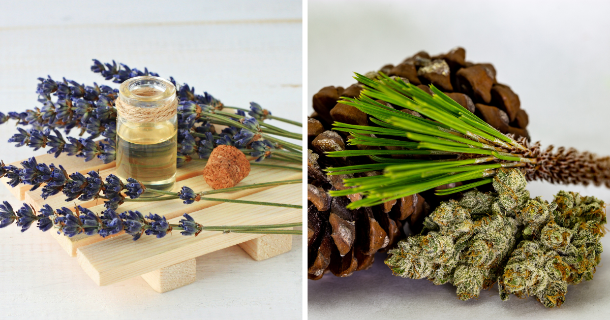 Terpenes... Everywhere, Terpenes