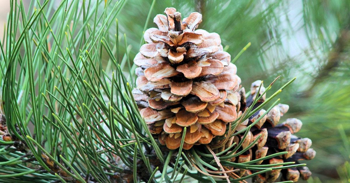 ALPHA / BETA-PINENE