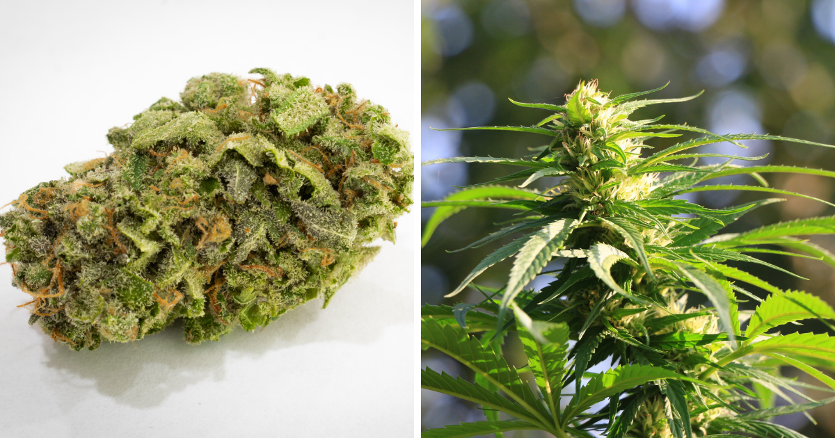 Jack Herer - The Puff-Puff Pioneer