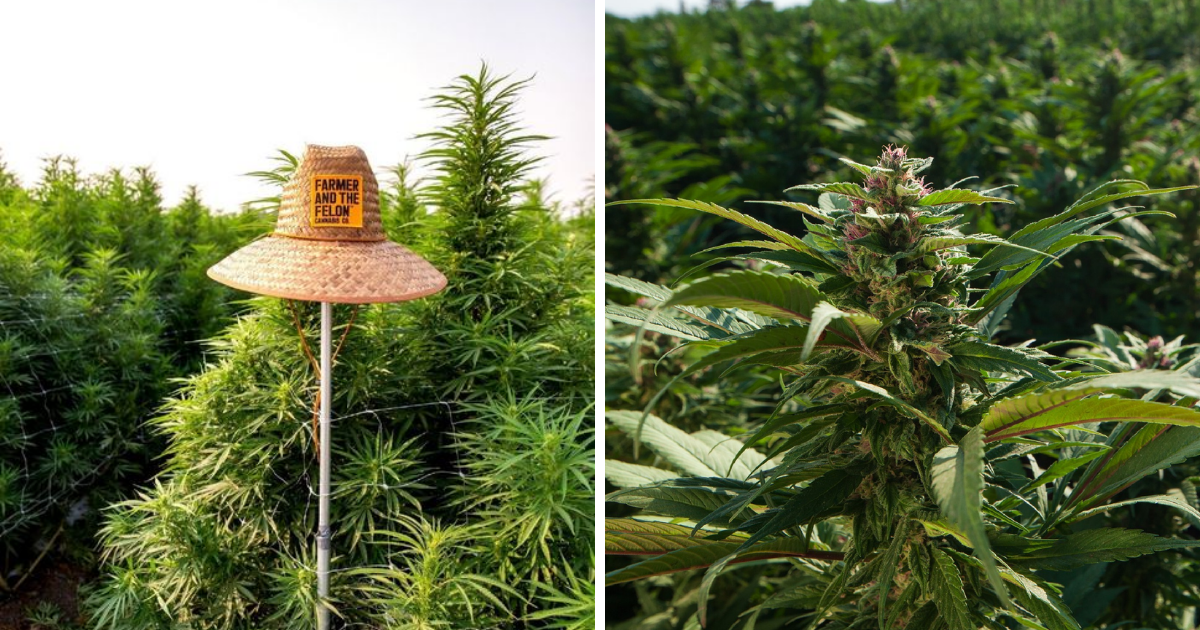 Challenges of Growing Outdoor Cannabis