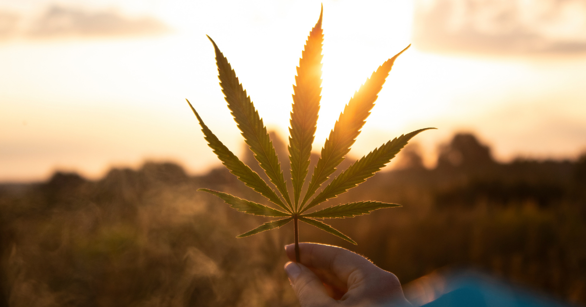 Cannabis With a Conscience