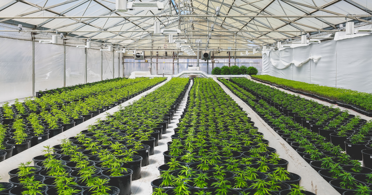 Purple City Genetics History