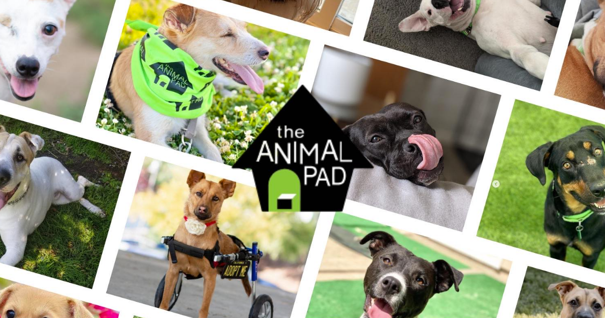 The Animal Pad