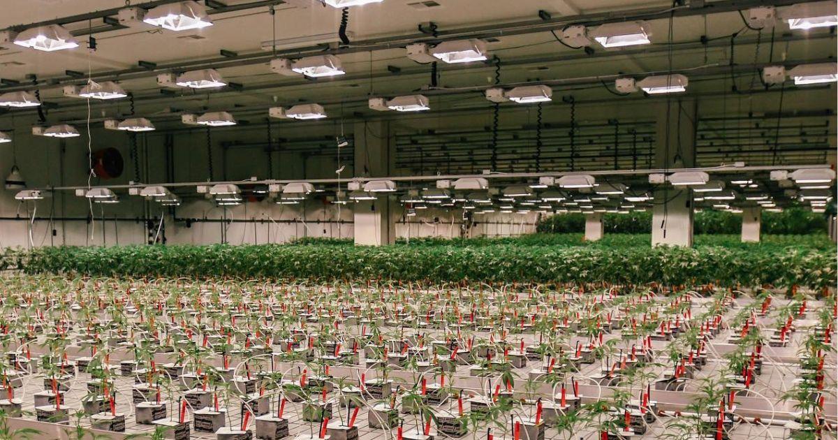 IYKYK - The Cure Company and Curation of Cannabis Genetics