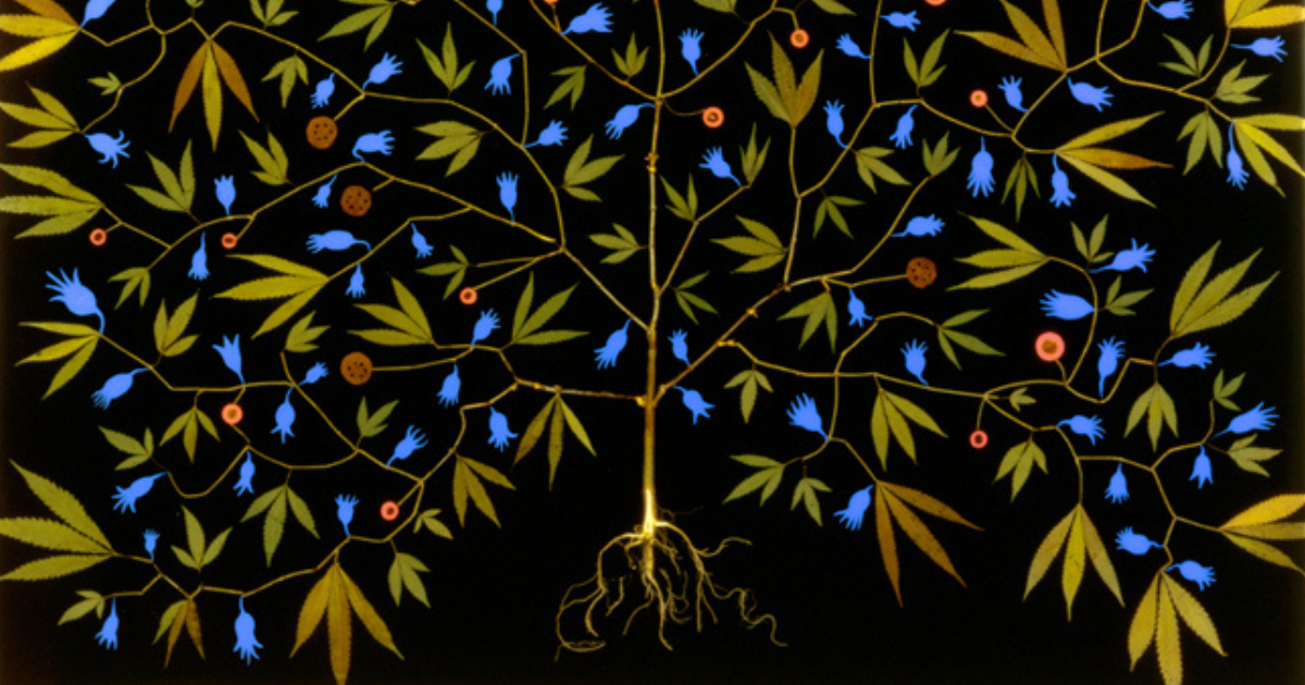 Fred Tomaselli