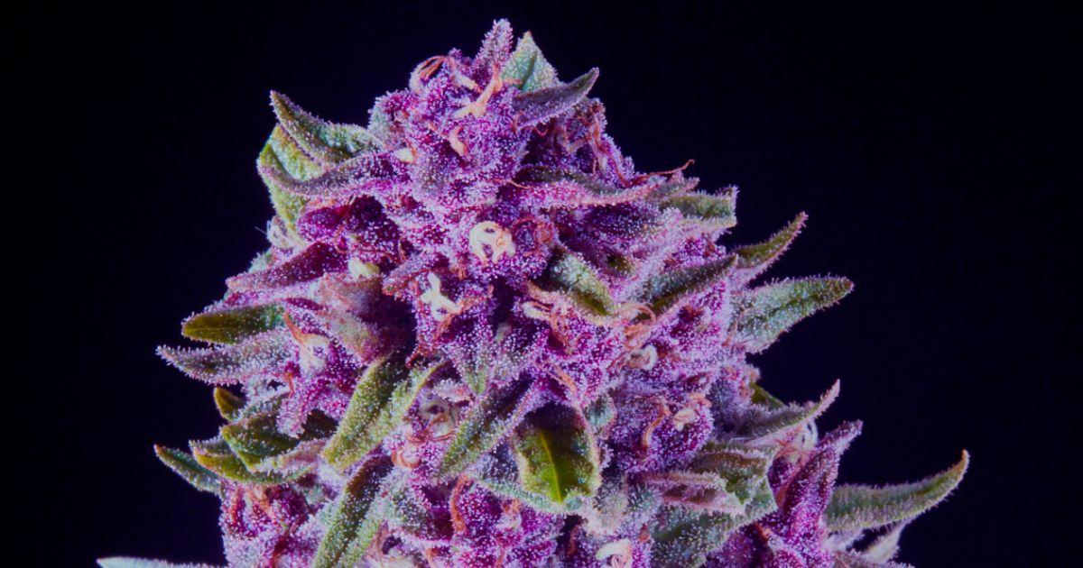 Over 75 Years in Cannabis Combined