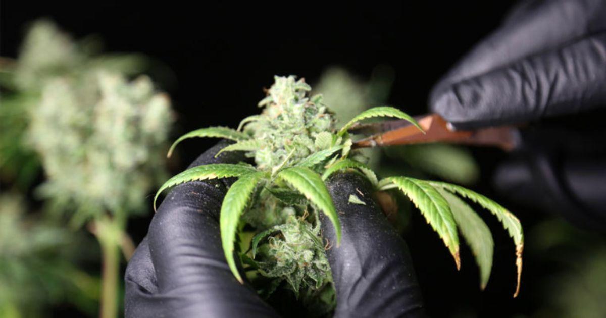 WCC Top Shelf and Premium Flower