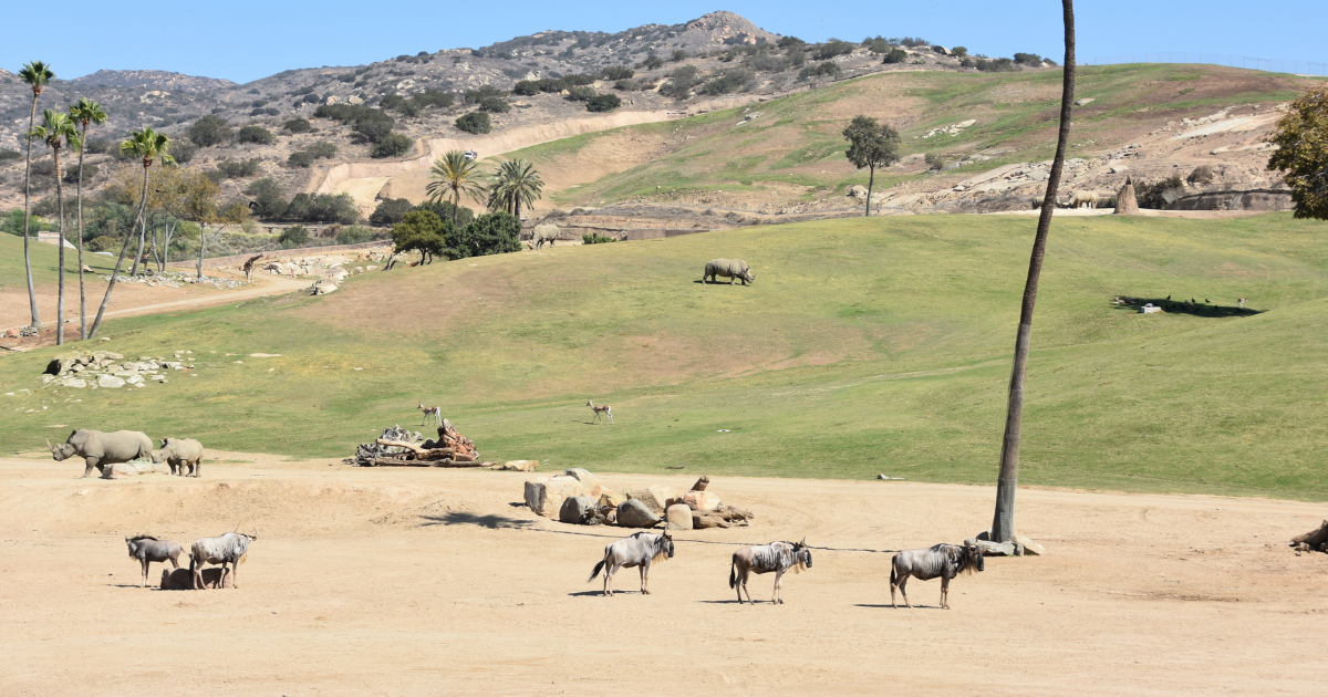 San Diego Safari Park