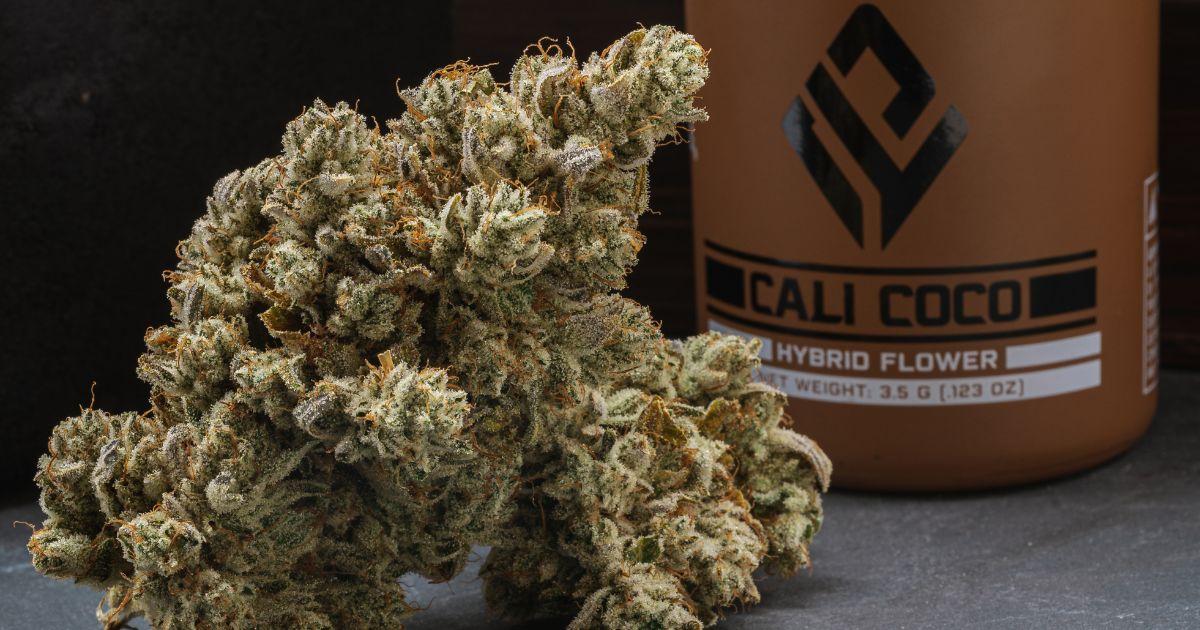 Cali Coco - Cali Lotus