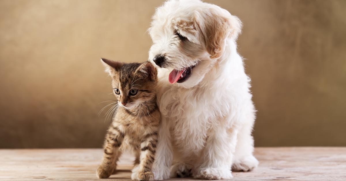 Is it safe to give your dog CBD products?