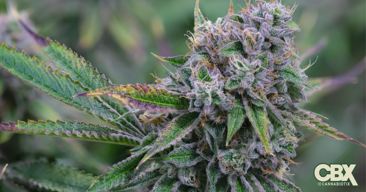 #7 – Cannabiotix | Kush Mountains