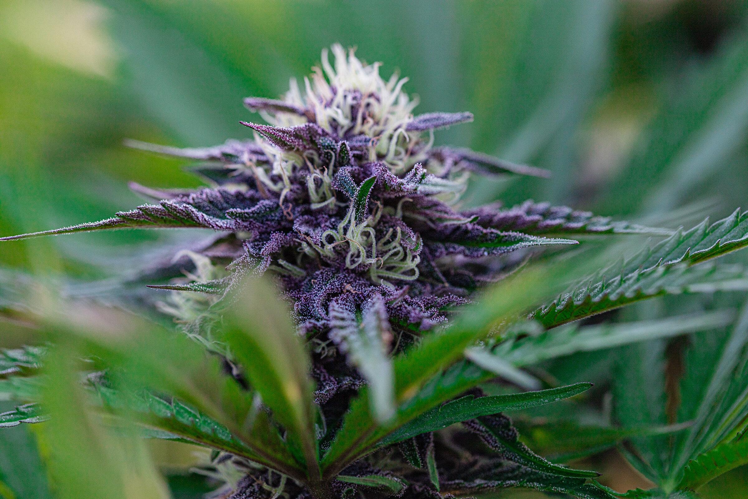 Boost Your Grow with Purple City Genetics