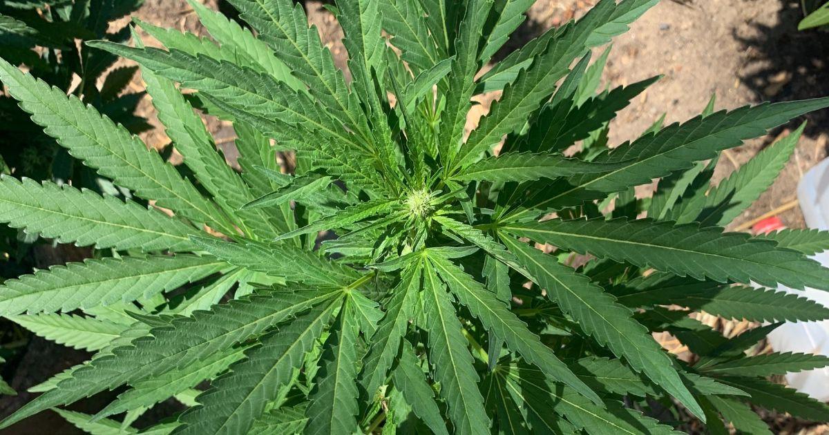 Indica vs. Sativa: It’s About How It Grows