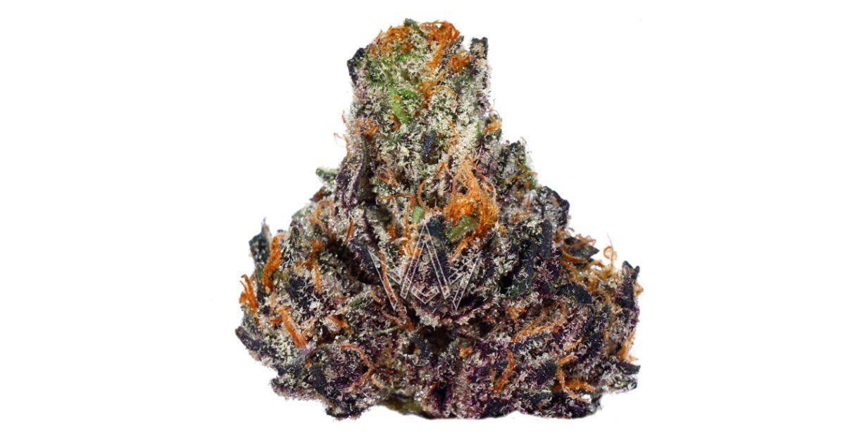 PYT Jack - Cactus Farms